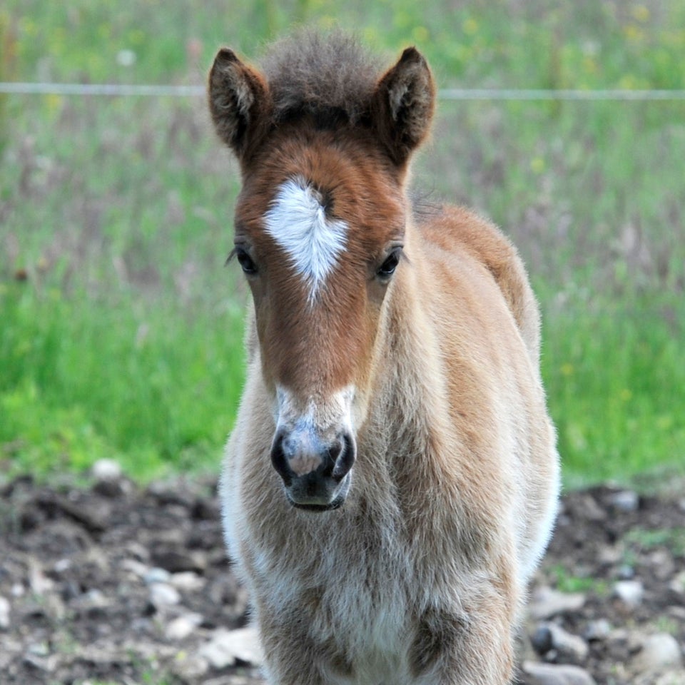 Islænder hingst 0 år