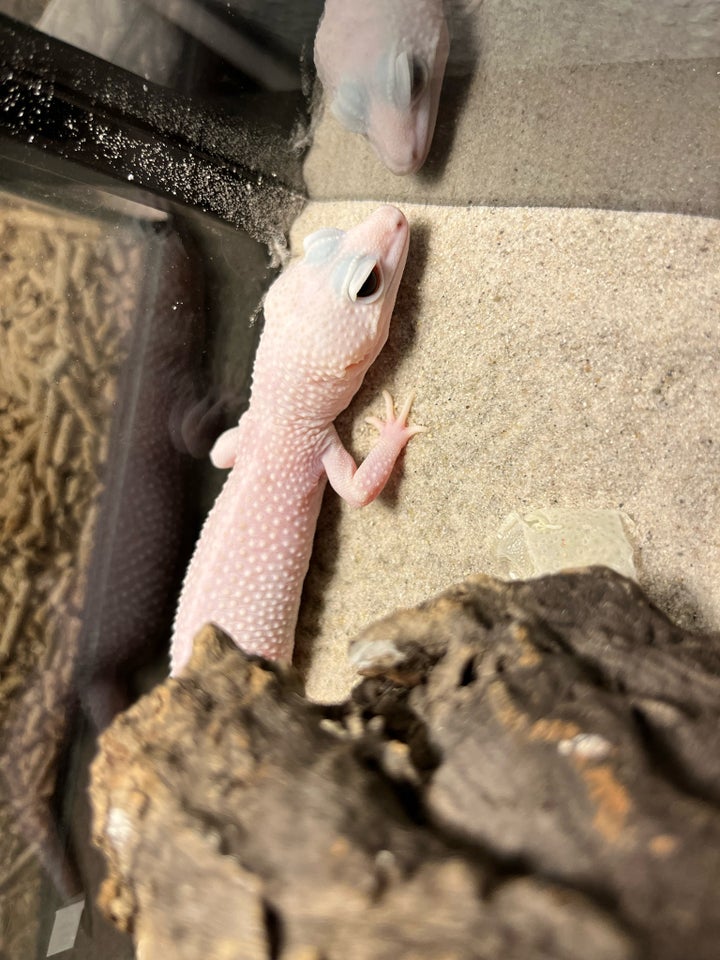 Gekko Leopardgekko