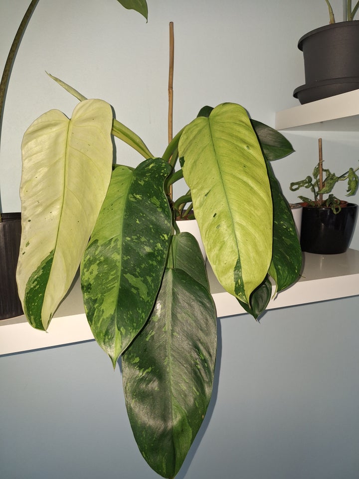 Stueplante, Philodendron Jose