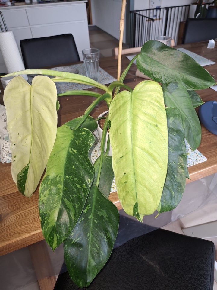 Stueplante, Philodendron Jose