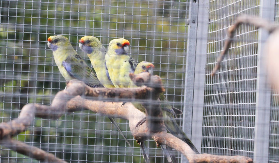 Parakit, Gul Rosella, 1 år