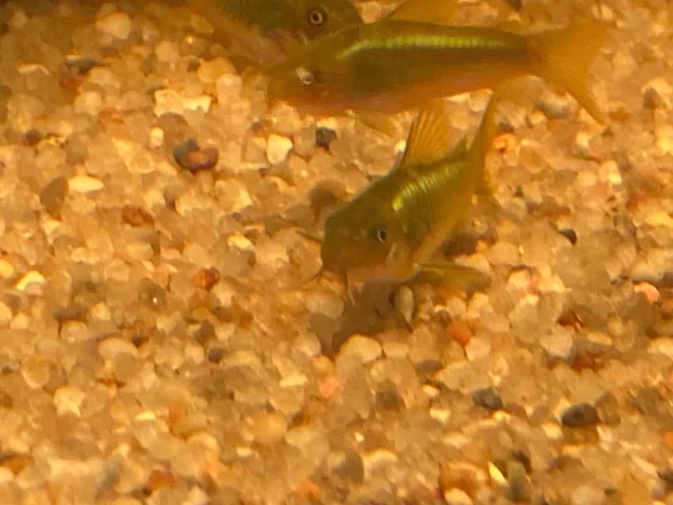 Corydorras Cw09 GREEN STRIP