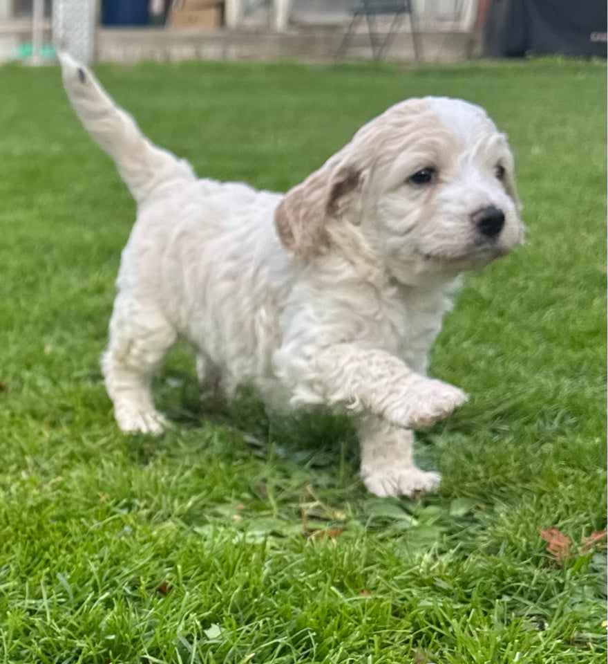 Cockapoo cockerpoo doodles,