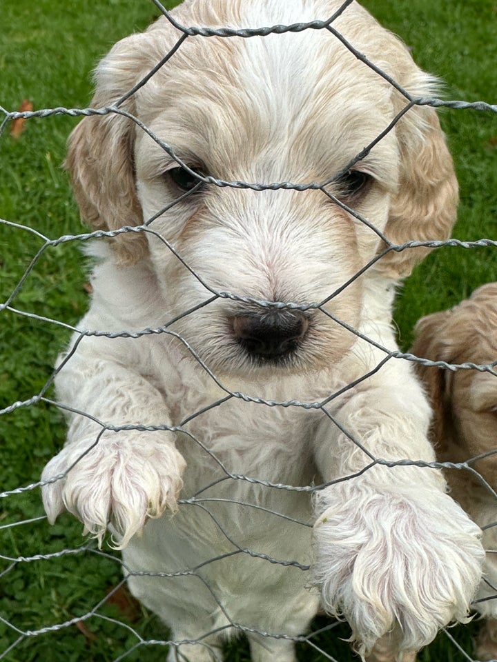 Cockapoo cockerpoo doodles,