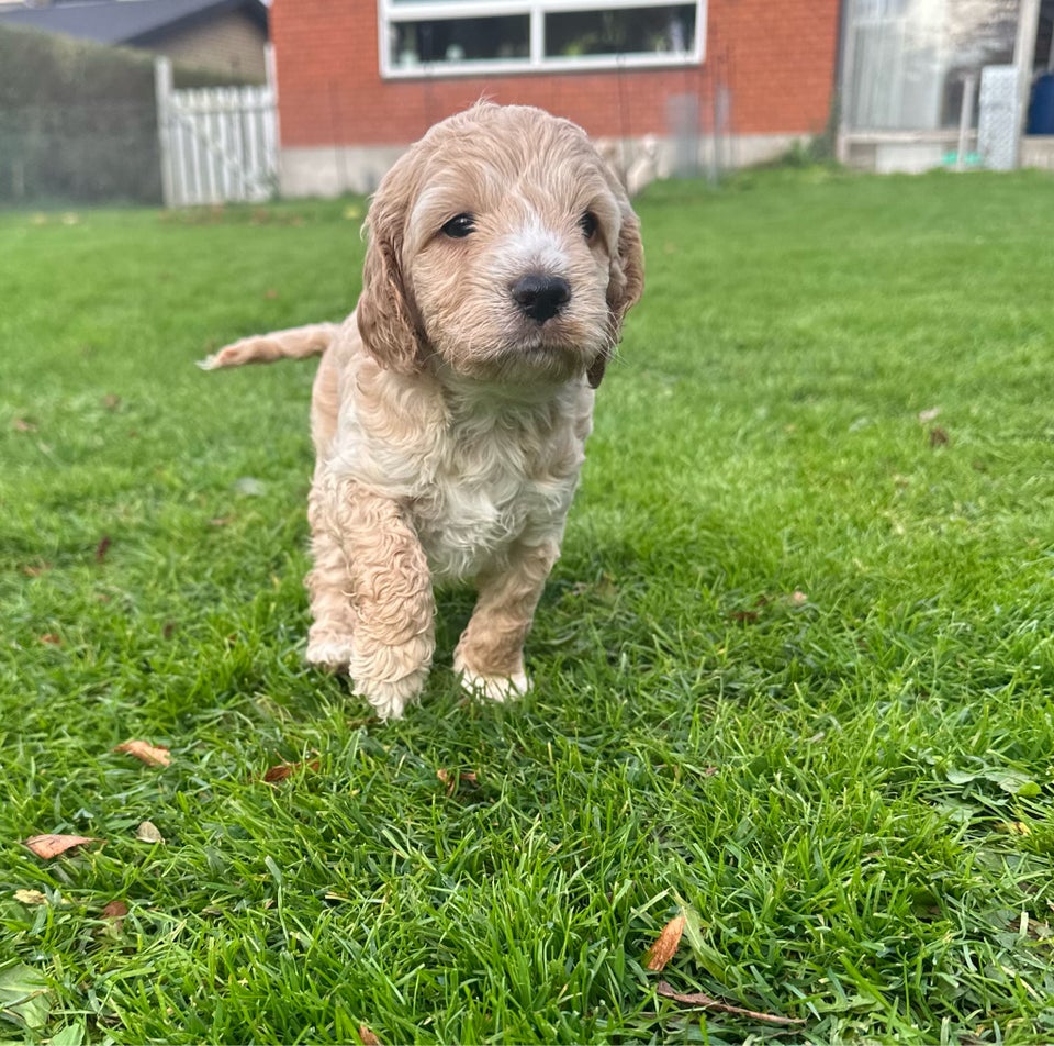 Cockapoo cockerpoo doodles,