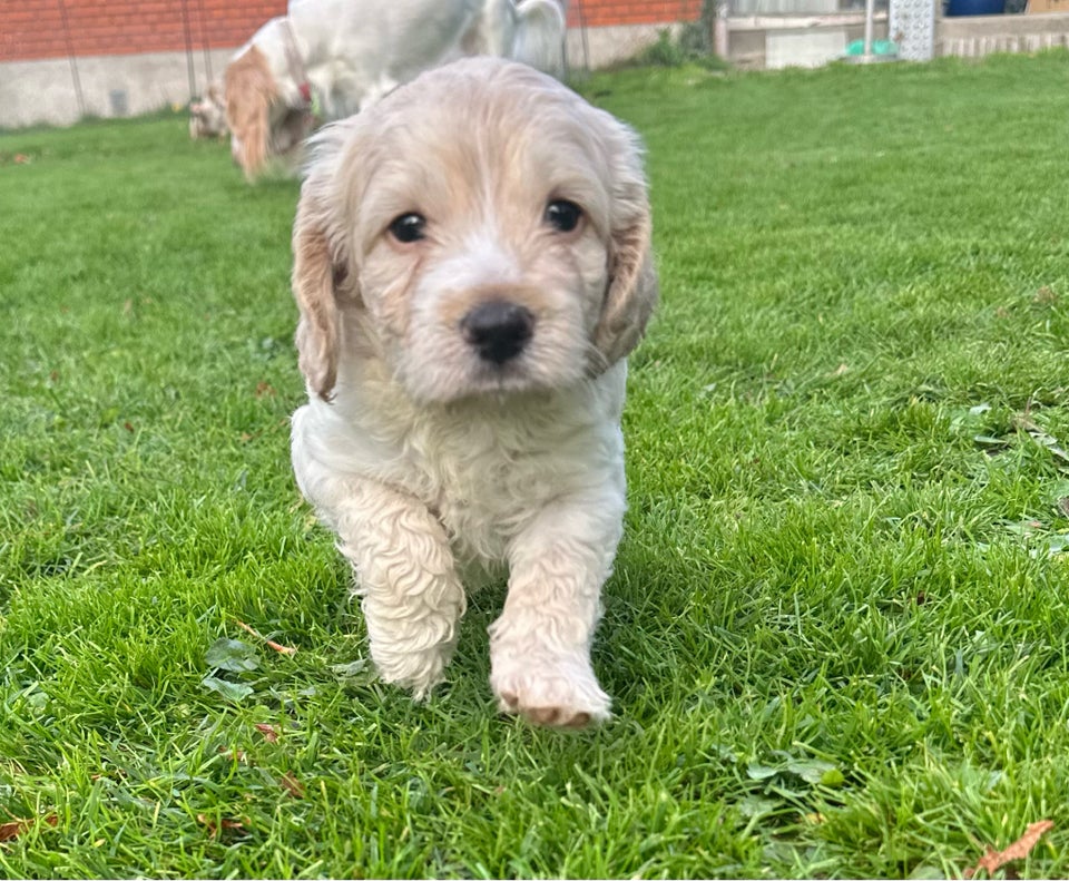 Cockapoo cockerpoo doodles,