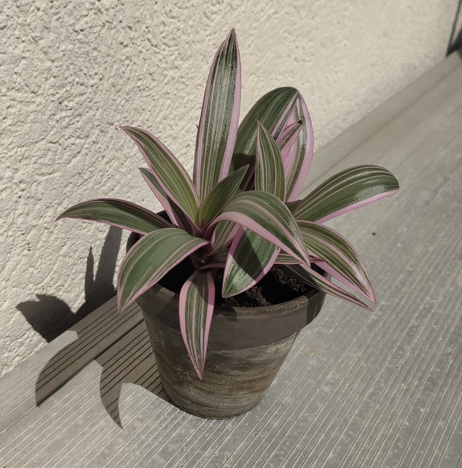 Stueplante Tradescantia