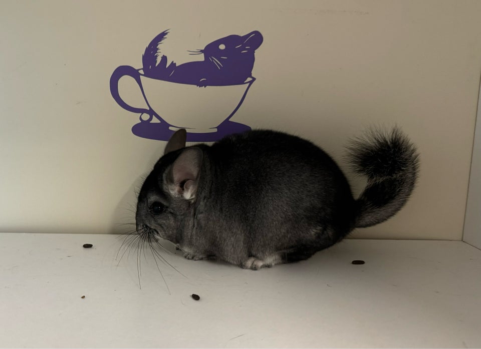 Chinchilla