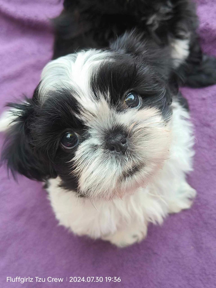 Shih Tzu hvalpe