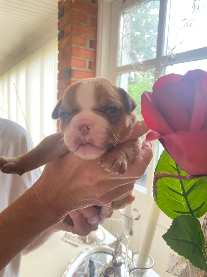 Old english bulldog hvalpe