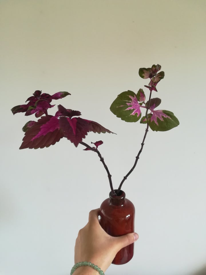 Coleus paletblad