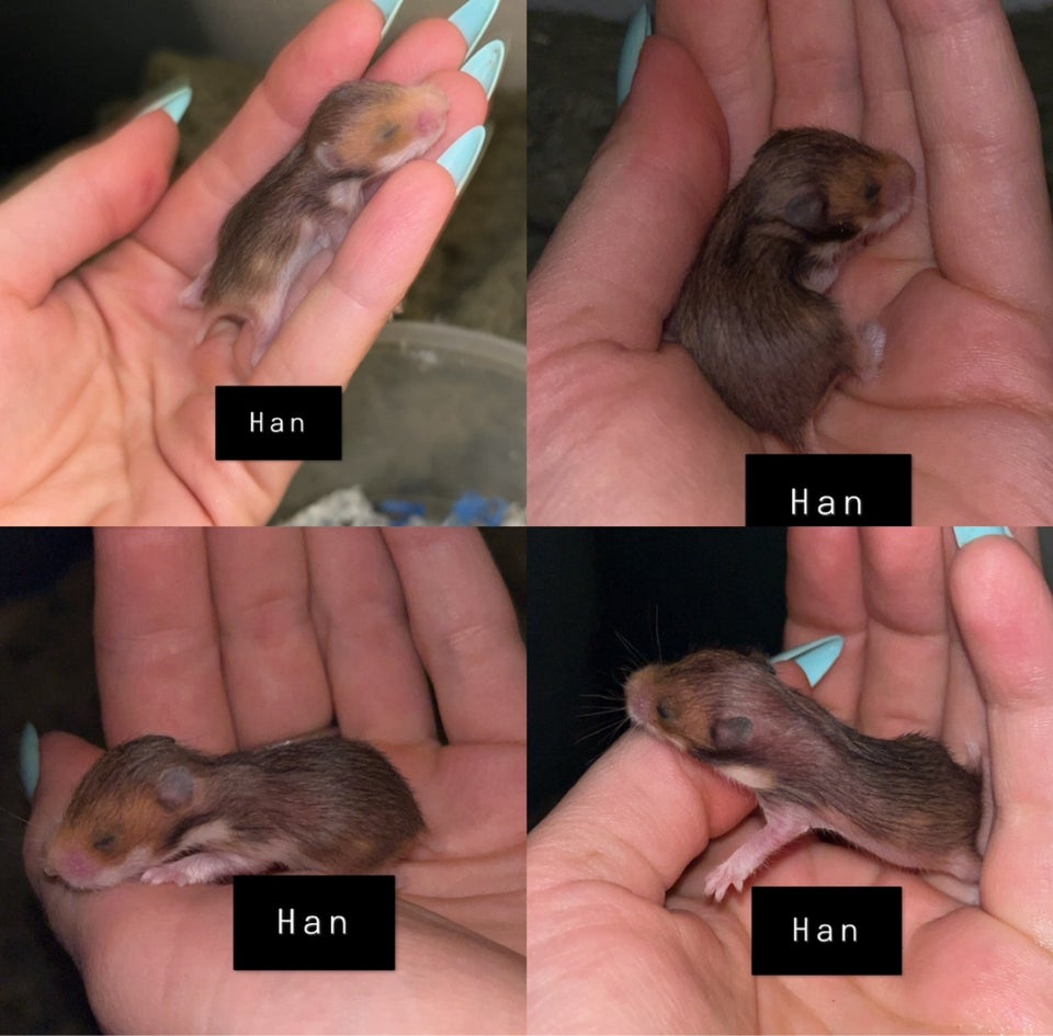 Hamster, Guldhamster, 0 år