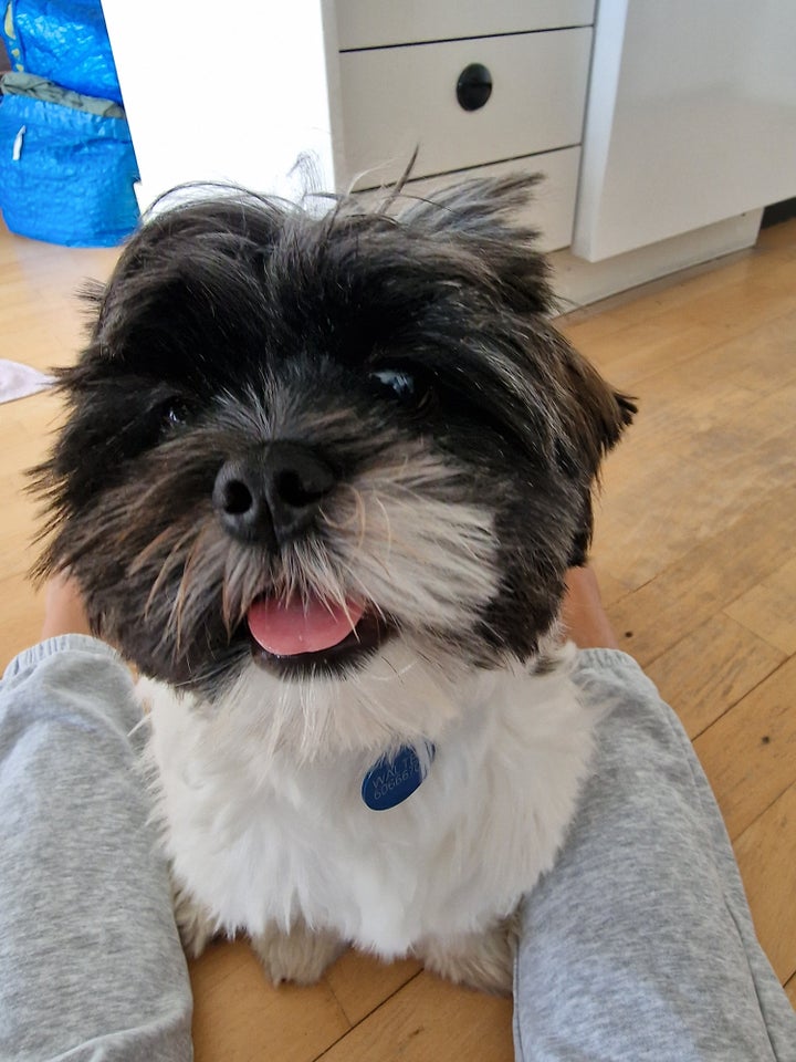 Shih Tzu, hvalpe, 6 mdr.