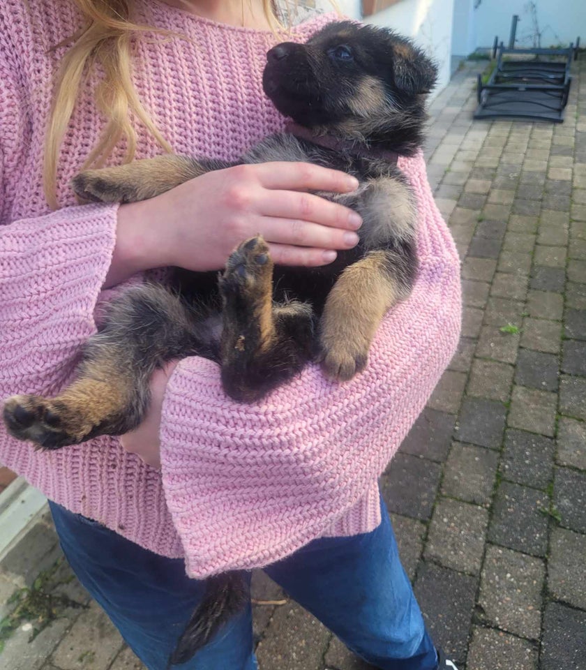 Schæferhund med stamtavle, hund,