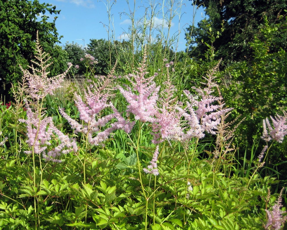 Stauder A, Astilbe - 20 kr