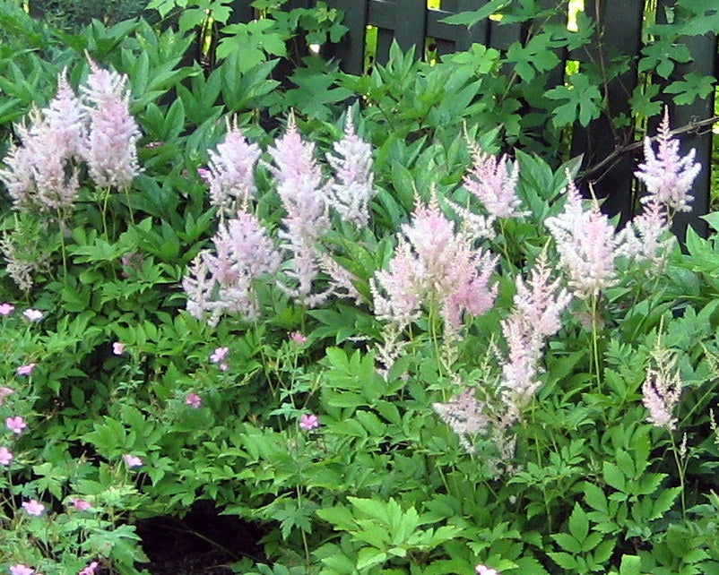 Stauder A, Astilbe - 20 kr