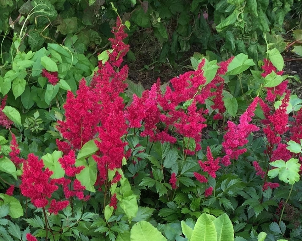 Stauder A, Astilbe - 20 kr