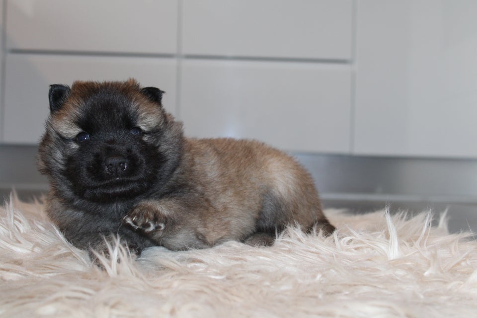 Hvalpepakke Eurasier