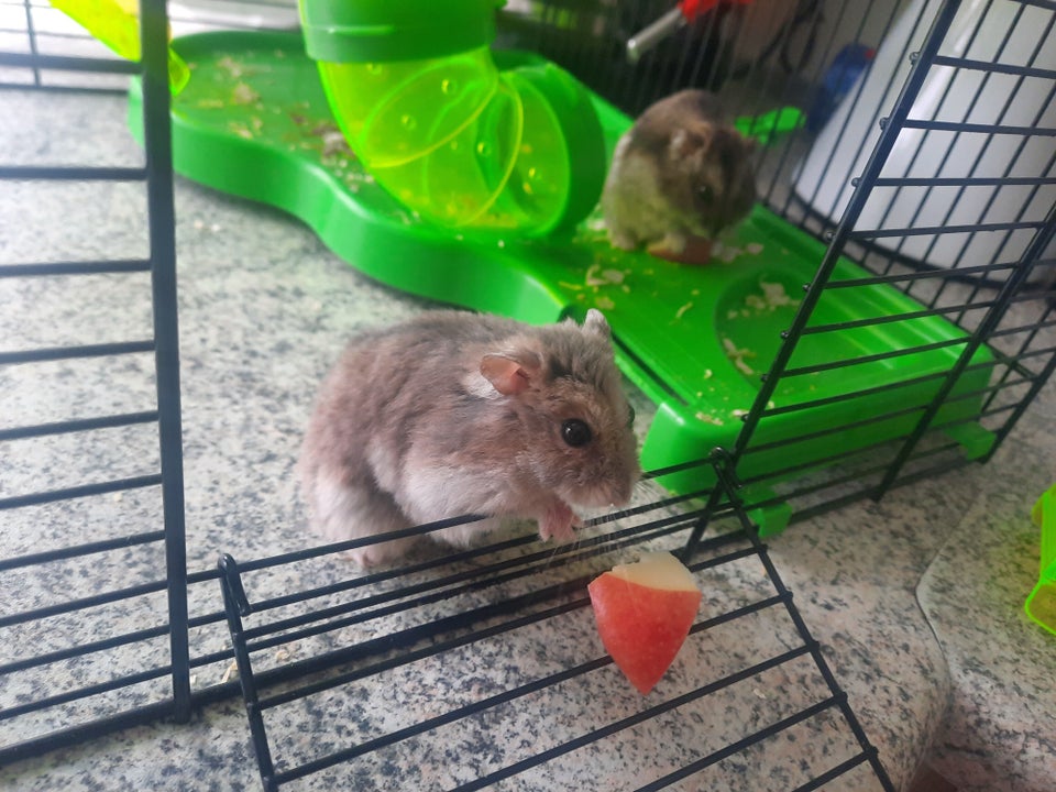 Hamster, Dvæghamster, 1 år