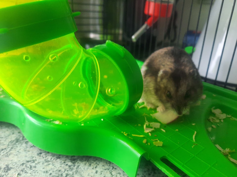 Hamster, Dvæghamster, 1 år