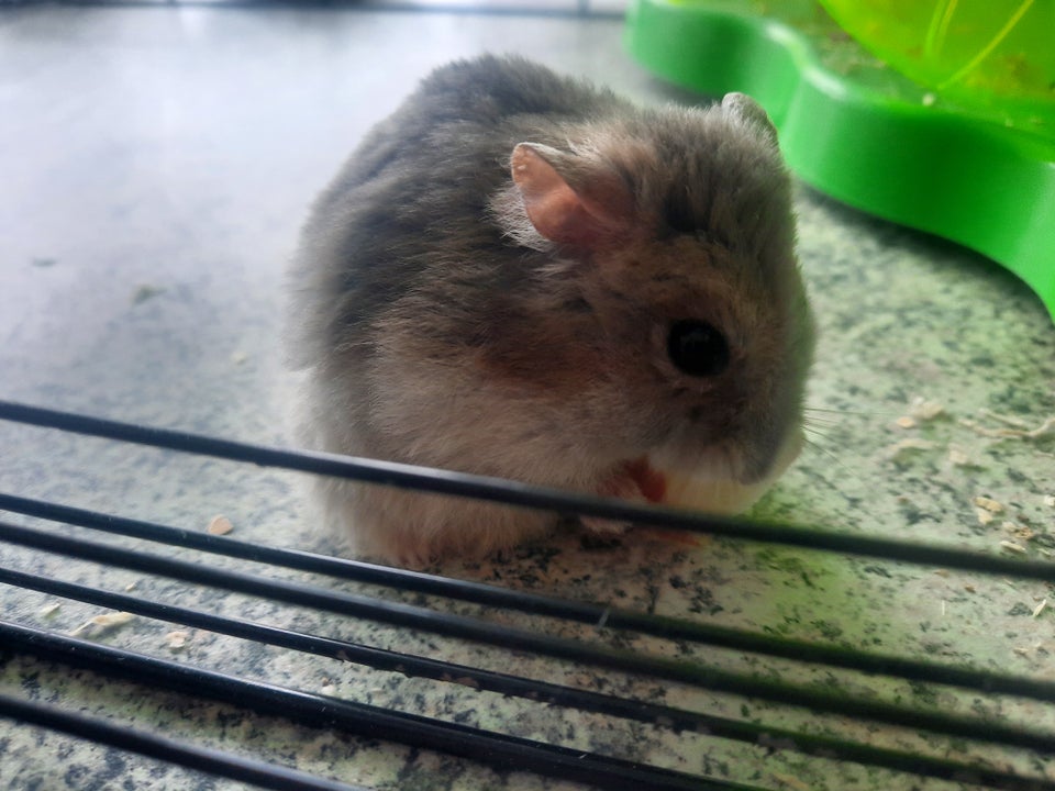 Hamster, Dvæghamster, 1 år