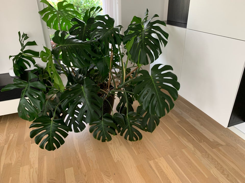 Stueplante  Monstera