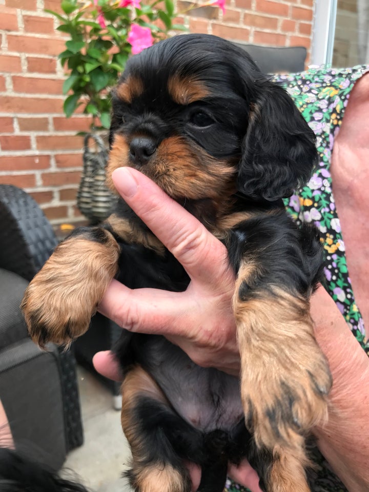 Cavalier King Charles hvalpe