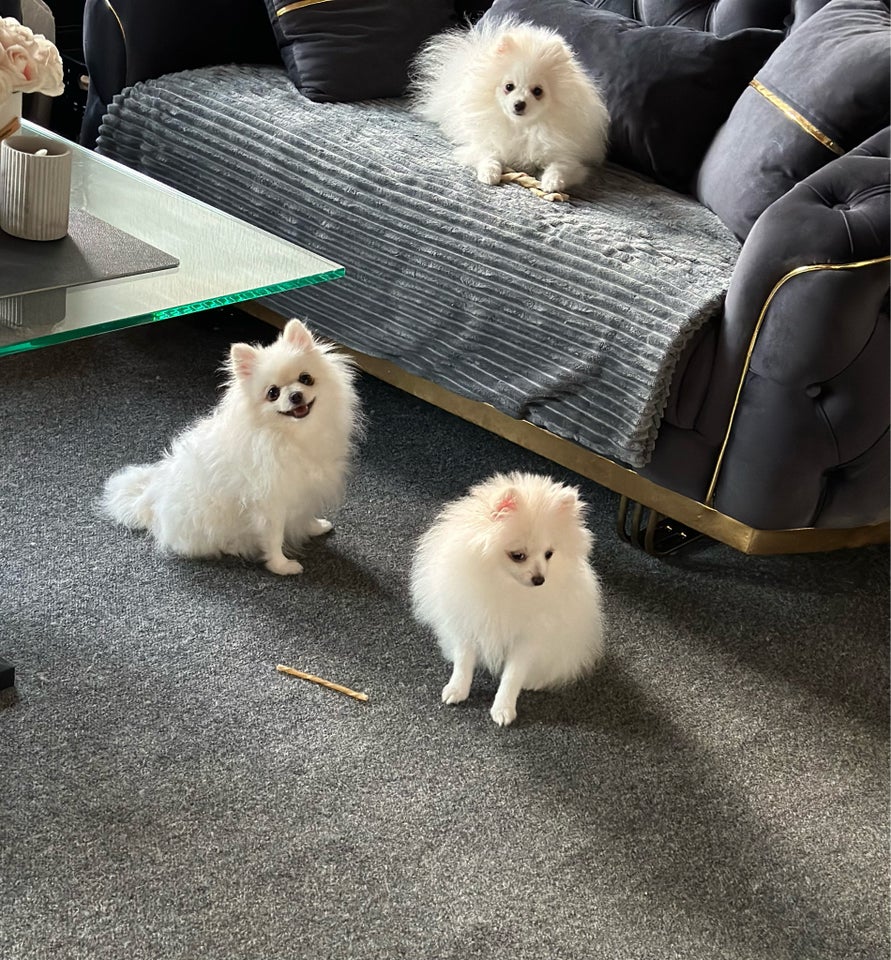 Pomeranian hvalpe 4 mdr