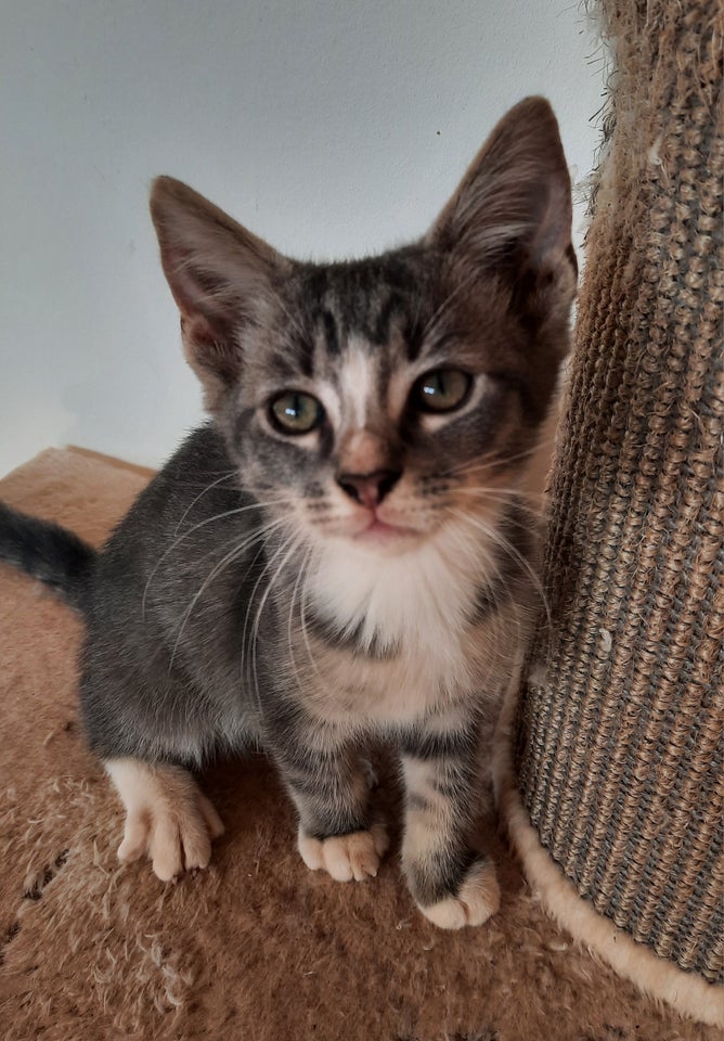 Hankilling, Ragdoll/ maine-coon,