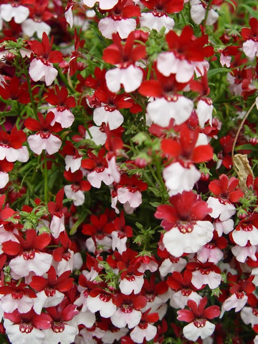 Sommerfugleblomst Dannebrog