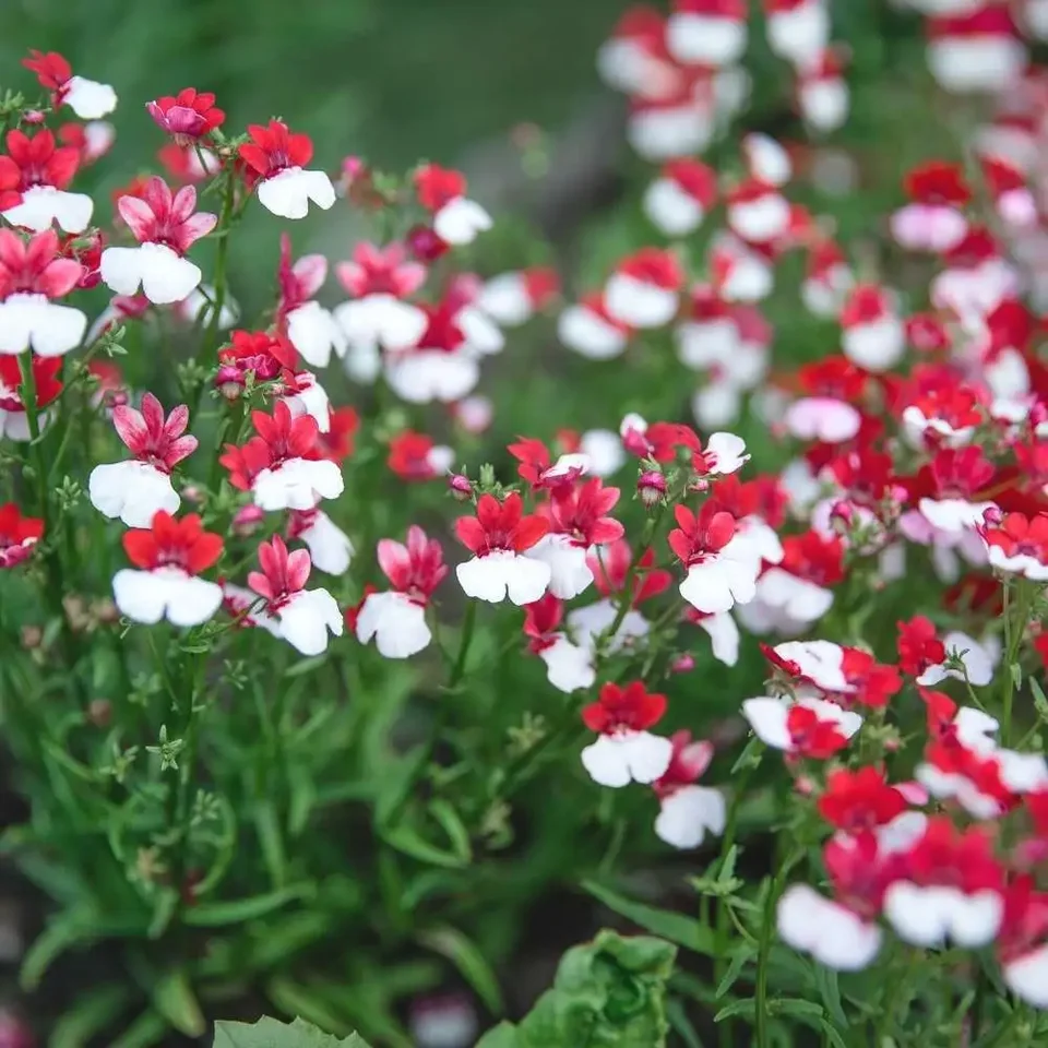 Sommerfugleblomst Dannebrog