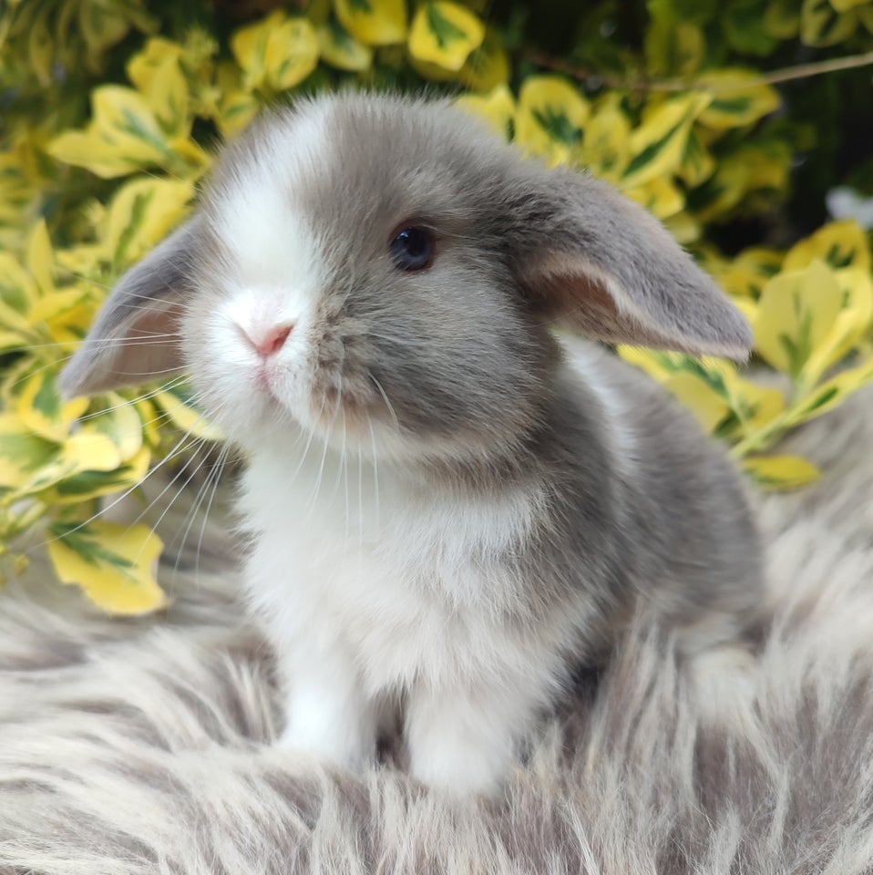 Kanin Minilop mini lop 0 år