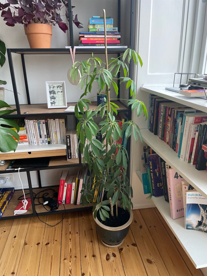 Schefflera træ 120cm med potte