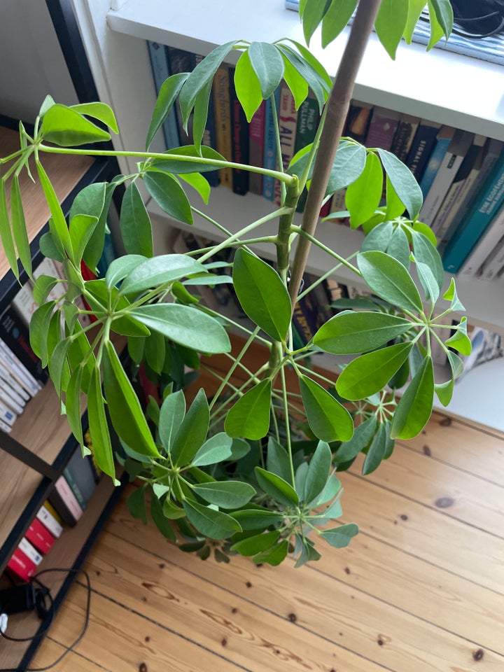 Schefflera træ 120cm med potte