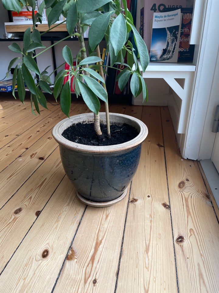 Schefflera træ 120cm med potte