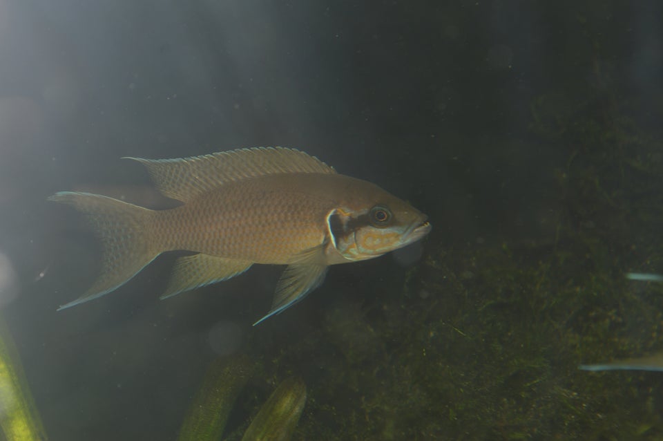 Neolamprologus Brichard 10-15