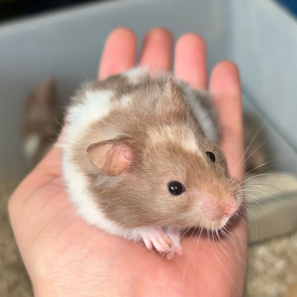 Hamster Guldhamster 0 år