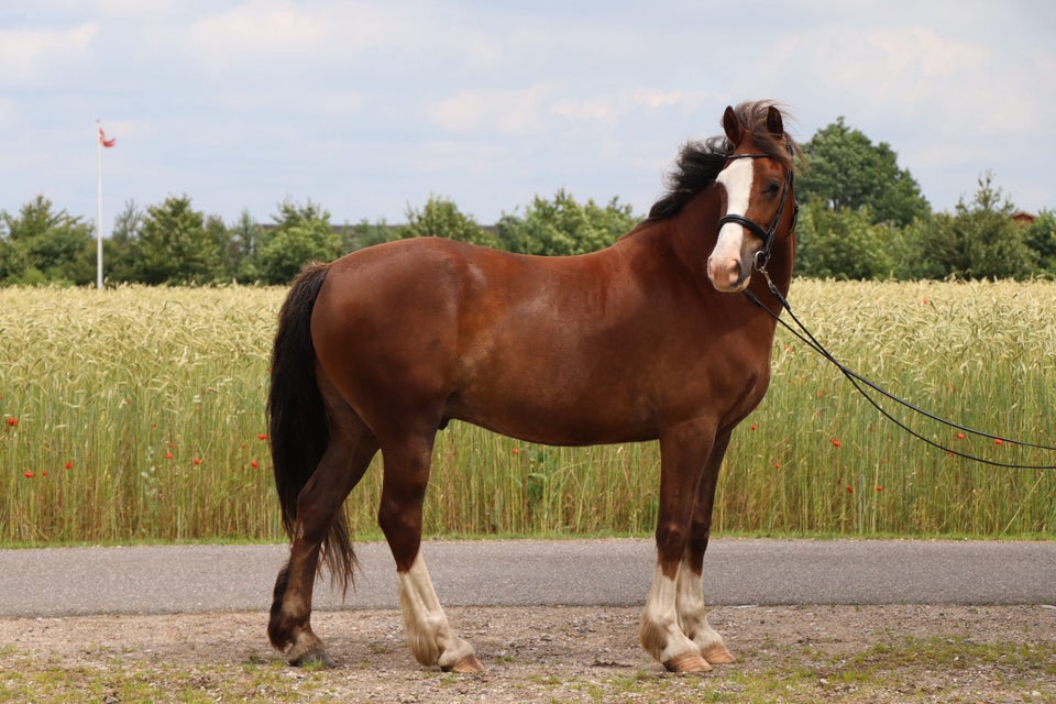 Welsh Cob vallak 6 år