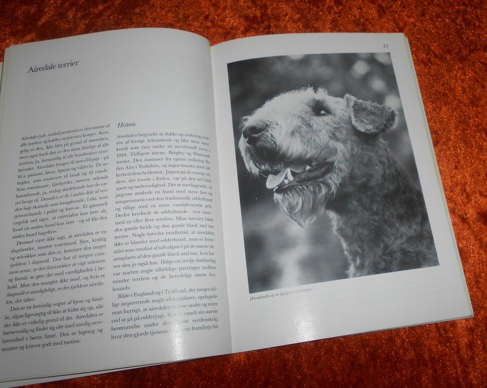 Bogen om terriers, Esther Kofod,