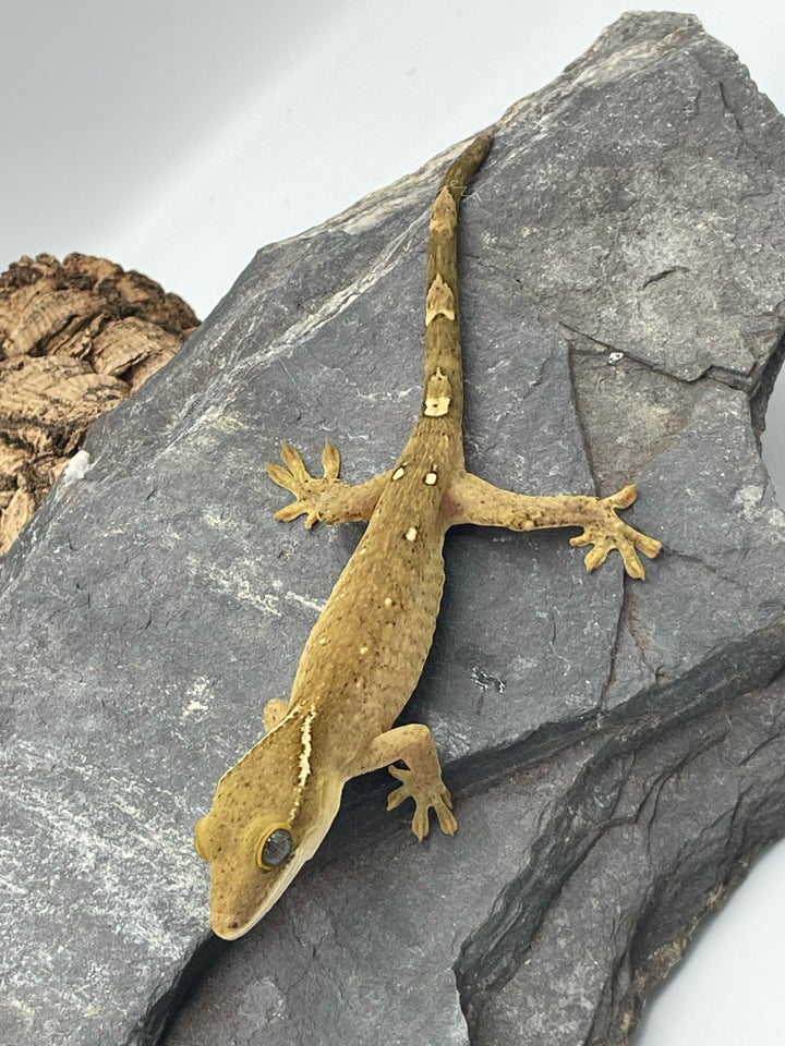 Gekko, Correlophus sarasinorum