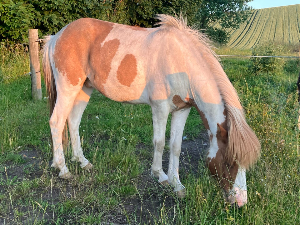 Islænder vallak 3 år