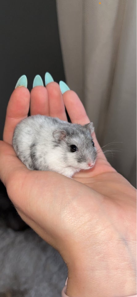 Hamster, Vinterhvid