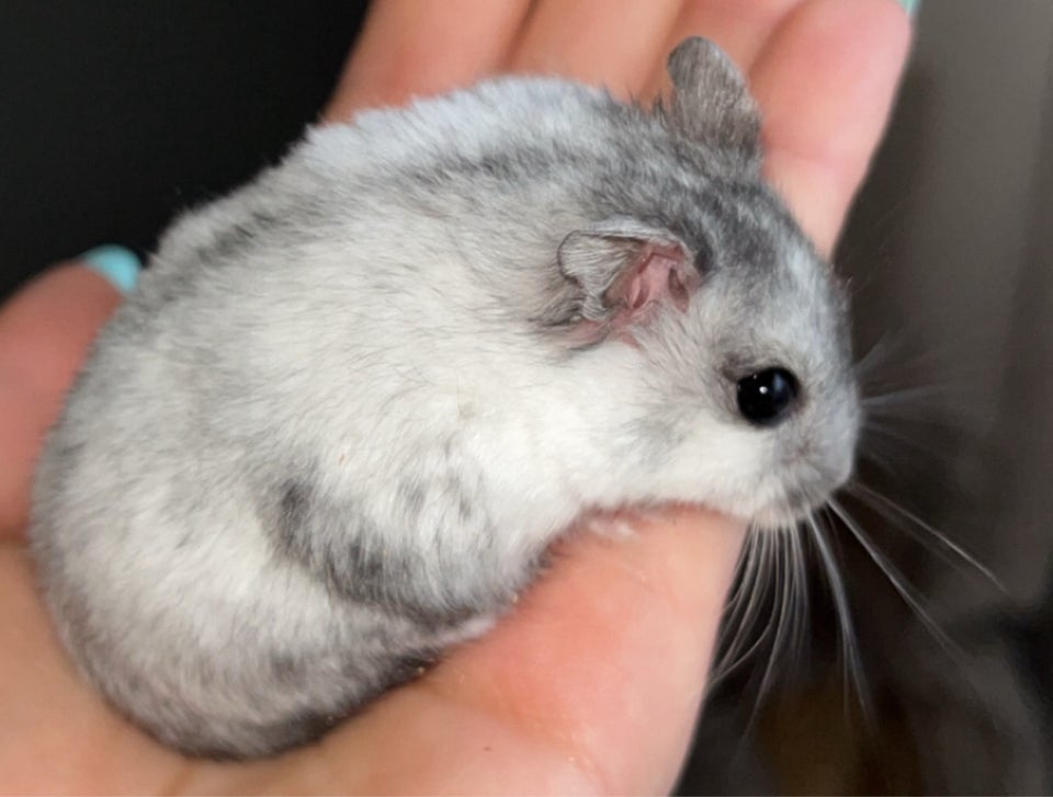 Hamster, Vinterhvid