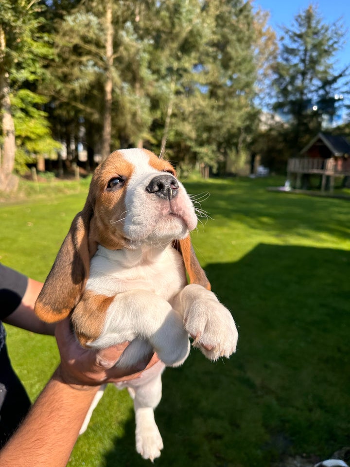 Beagle hvalpe 12 uge hannere,