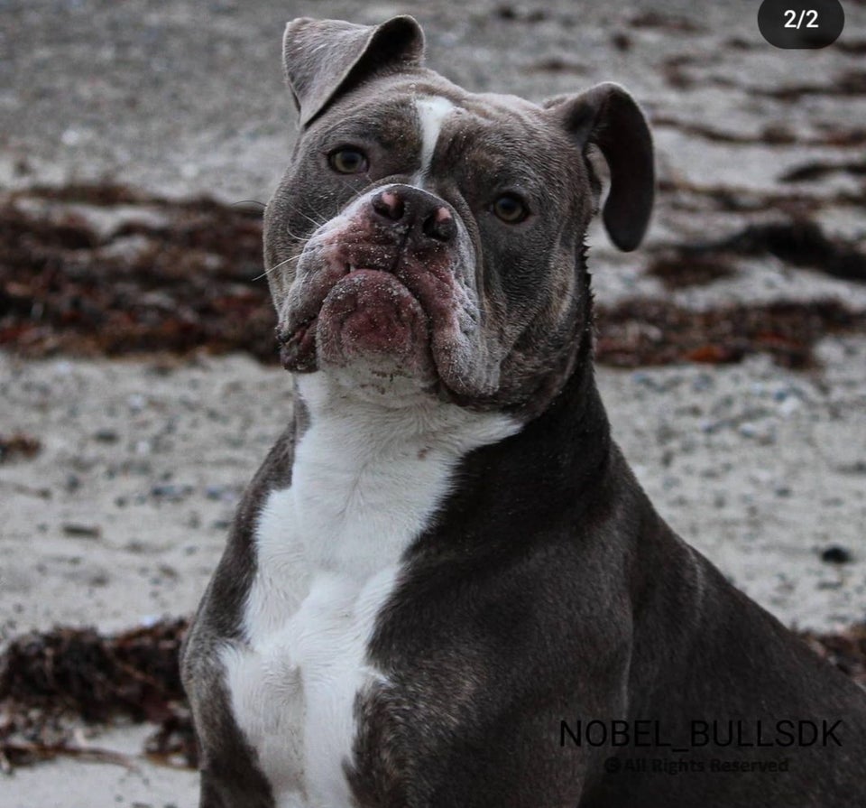 Old english bulldog tæve 5 år