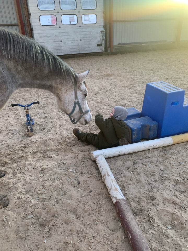 OX araber vallak 6 år