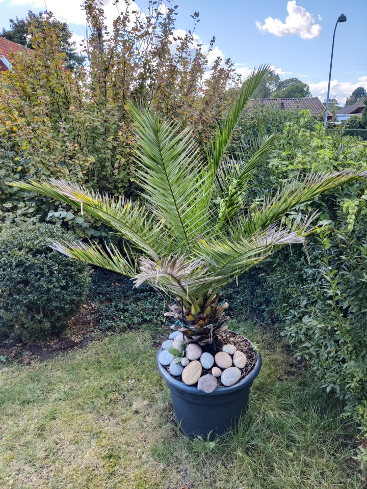 Palme Phoenix canariesis