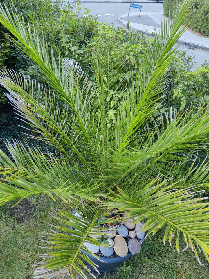 Palme Phoenix canariesis