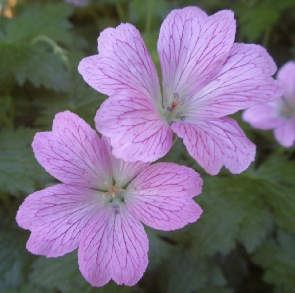 Staude  Geranium / Storkenæb