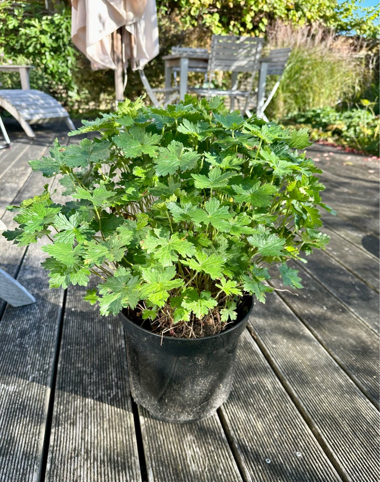 Staude  Geranium / Storkenæb